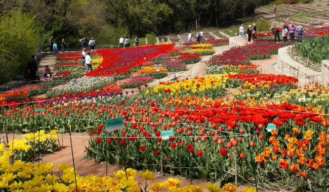 Выставка тюльпанов в Никитском ботаническом саду